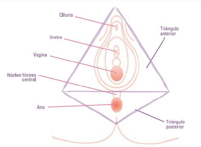 triángulo urogenital